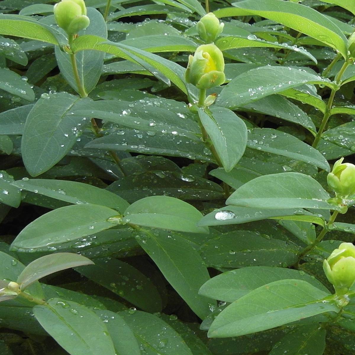 Millepertuis Hidcote, Hypericum à fleurs Jaune/ - feuillage Persistant - Pot de 4L - 40/60 cm - Image 10