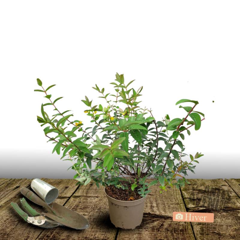 Millepertuis Hidcote, Hypericum à fleurs Jaune/ - feuillage Persistant - Pot de 4L - 40/60 cm - Image 4