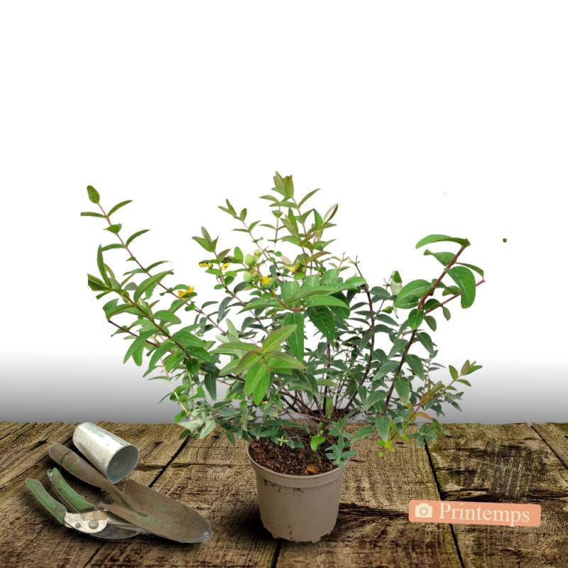 Millepertuis Hidcote, Hypericum à fleurs Jaune/ - feuillage Persistant - Pot de 4L - 40/60 cm - Image 5