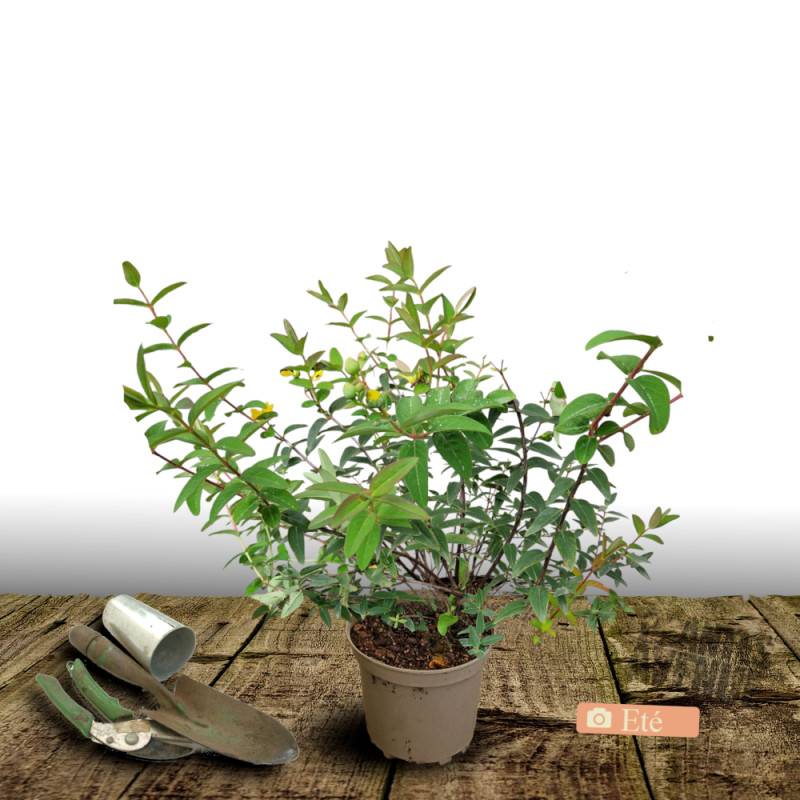 Millepertuis Hidcote, Hypericum à fleurs Jaune - feuillage Persistant - Pot de 4L - 40/60 cm-  hauteur à maturité De 0,50 m à 1,00 m - Image 3