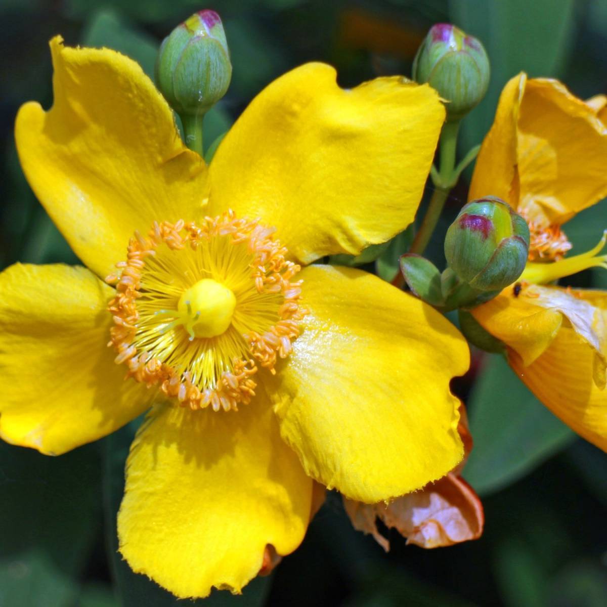 Millepertuis Hidcote, Hypericum à fleurs Jaune - feuillage Persistant - Pot de 4L - 40/60 cm-  hauteur à maturité De 0,50 m à 1,00 m - Image 9