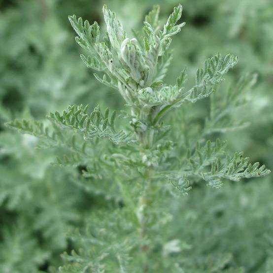 Armoise, Artemisia pontica Godet de 8/9 cm