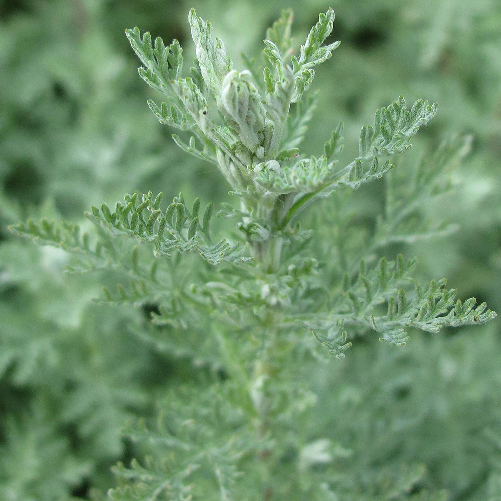 Armoise, Artemisia pontica Godet de 8/9 cm