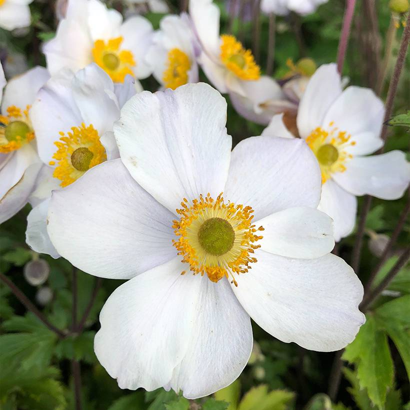 Anemone hybride Elfin Swan - Anémone japonaise. Godet de 8/9 cm