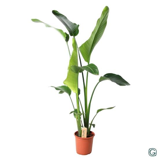 Strelitzia Nicolai - D21 H100cm