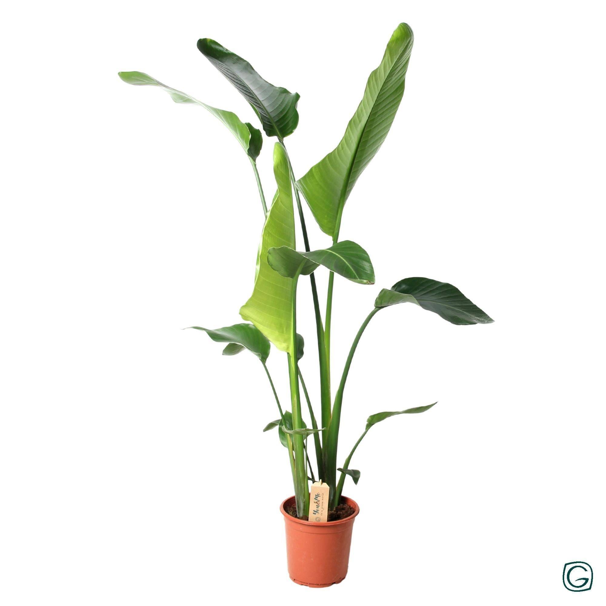 Strelitzia Nicolai - D21 H100cm