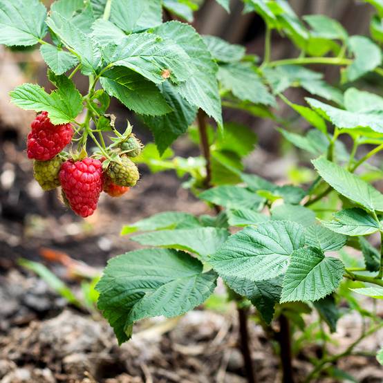 Framboisier nain remontant Bella Aromatica - Rubus idaeus Pot de 2L/3L