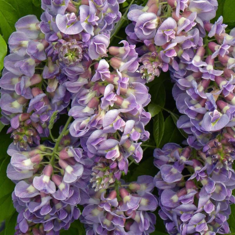 Glycine d'Amérique Amethyst Fall® à fleurs Bleue - feuillage Caduc - Godet - 5/20 cm-  hauteur à maturité De 3,00 m à 5,00 m - Image 1