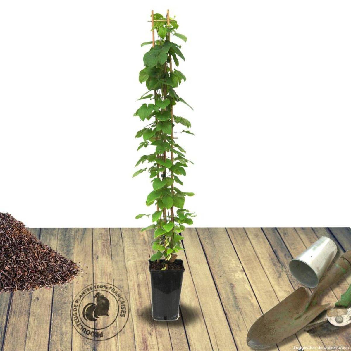 Clématite flammula, Clématite odorante à fleurs Blanche - feuillage Caduc - Pot de 1,5L - Tuteur bambou 30/60 cm-  hauteur à maturité De 1,00 m à 1,50 - Image 9