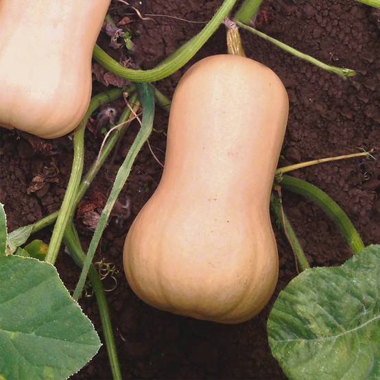 Courge Butternut Havana F1 le sachet de 5 graines environ