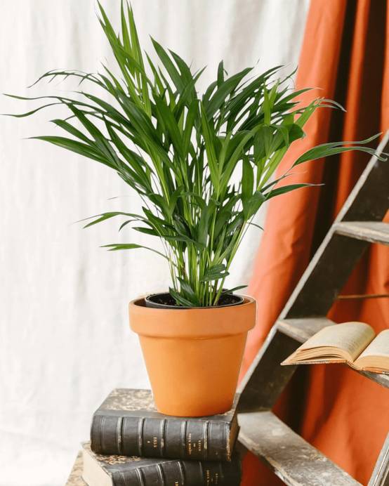 La Green Touch - Palmier Areca 60cm - Plante d'intérieur- La Green Touch - Image 2
