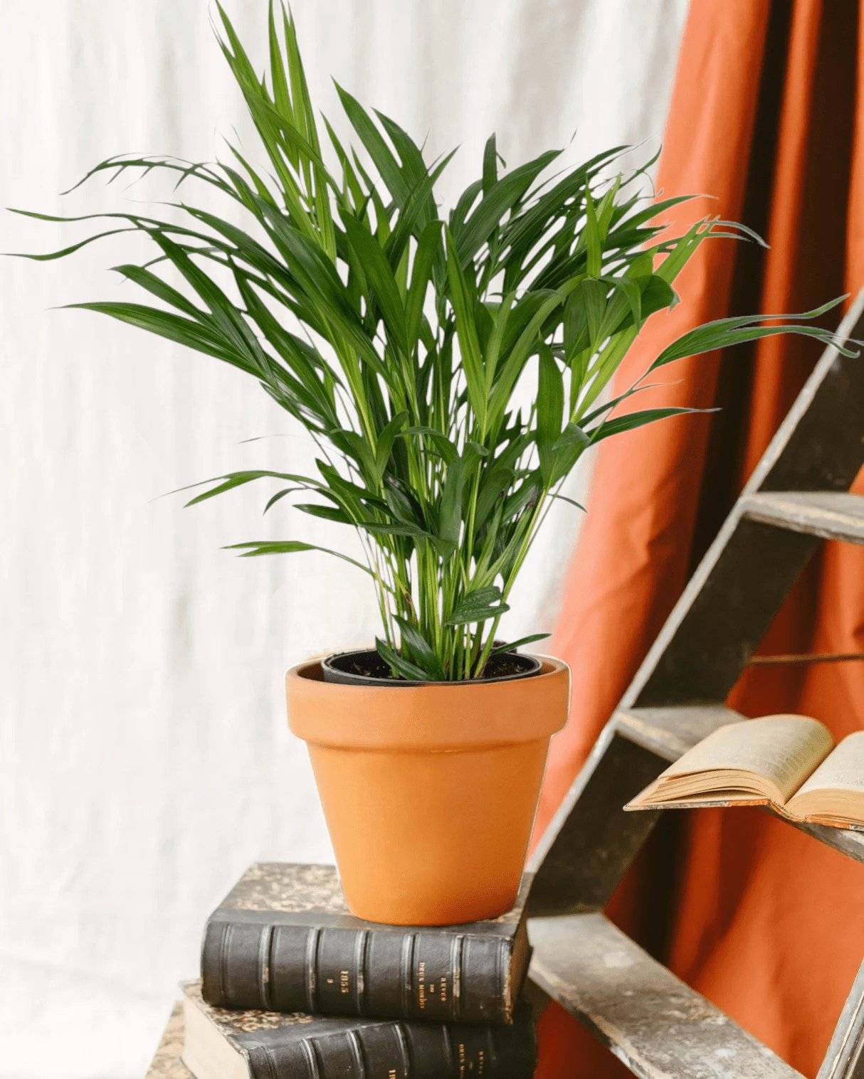 La Green Touch - Palmier Areca 60cm - Plante d'intérieur- La Green Touch - Image 2