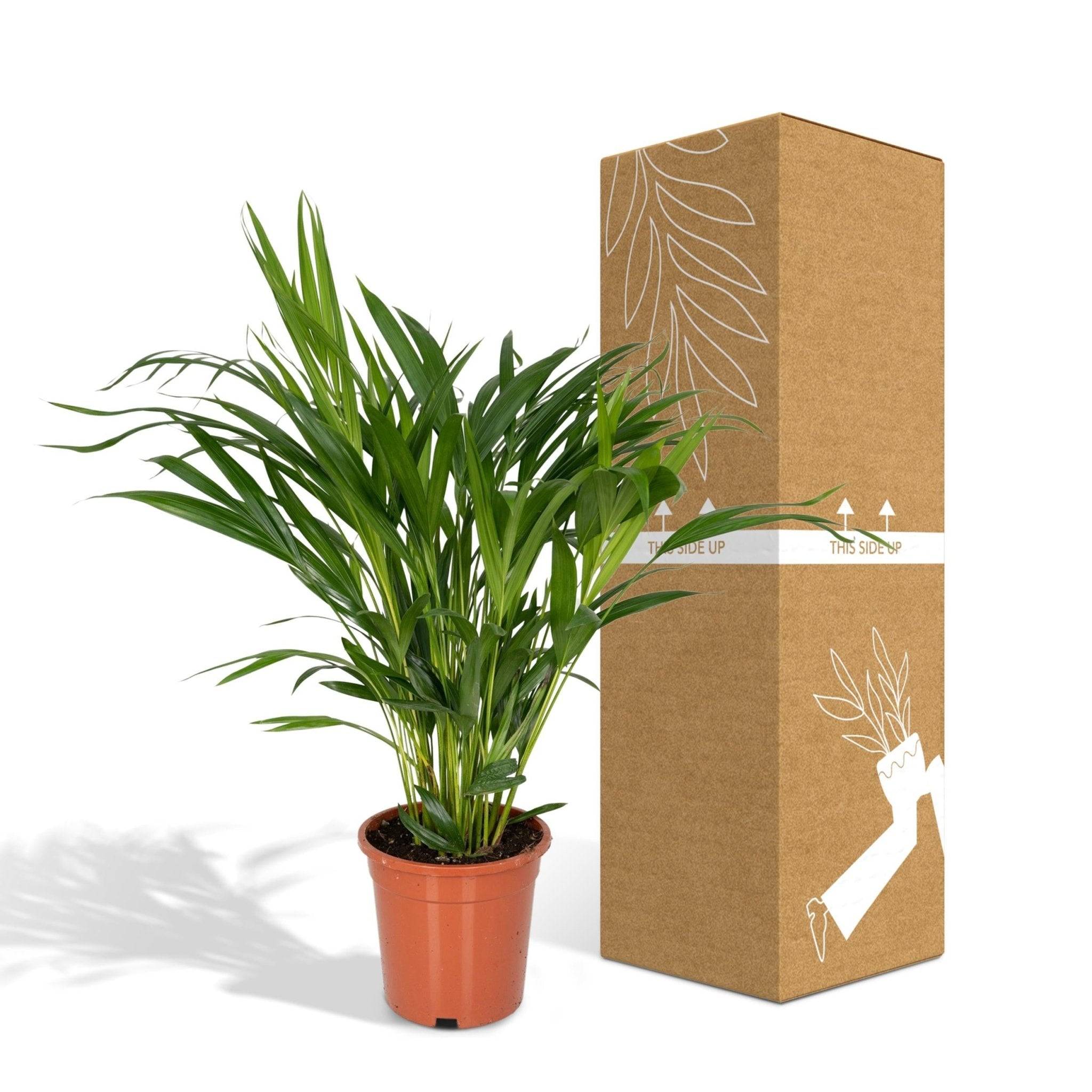 La Green Touch - Palmier Areca 60cm - Plante d'intérieur- La Green Touch - Image 7