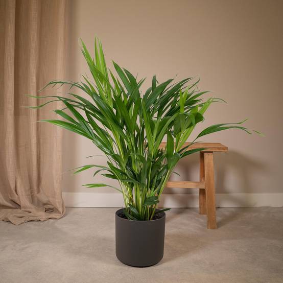 La Green Touch - Palmier Areca 60cm - Plante d'intérieur- La Green Touch - Image 5