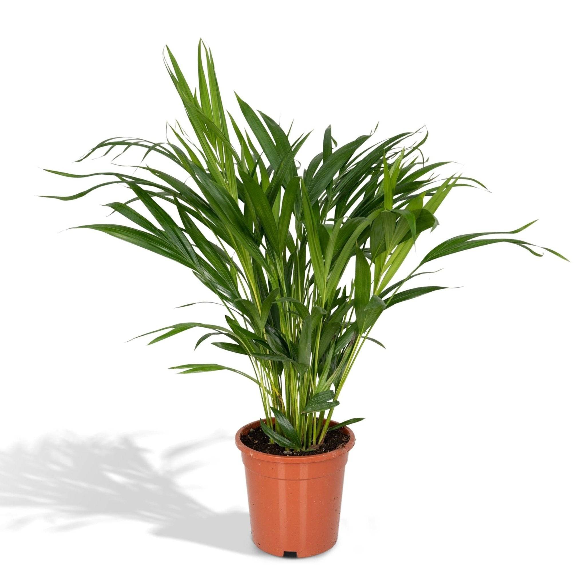 La Green Touch - Palmier Areca 60cm - Plante d'intérieur- La Green Touch - Image 4