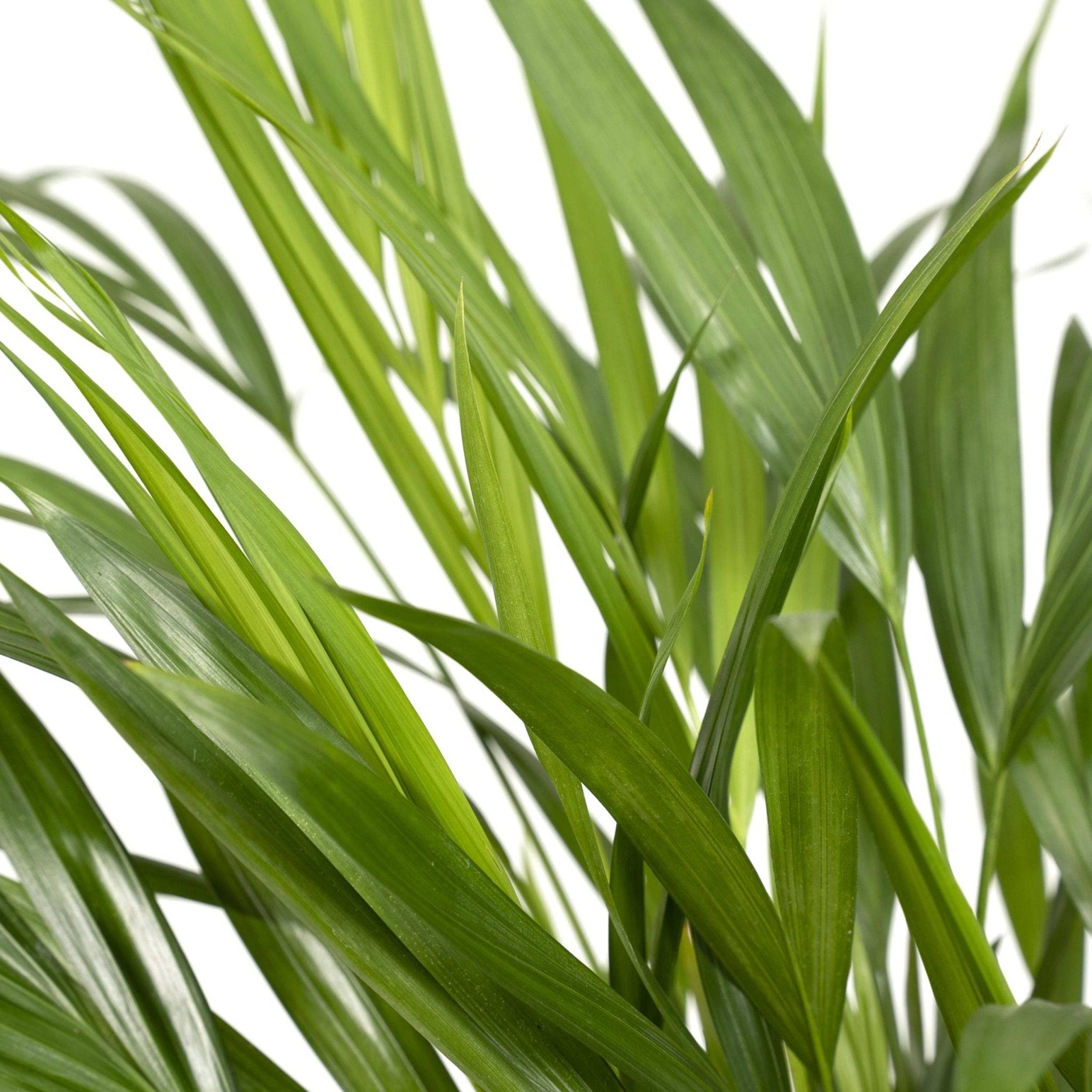 La Green Touch - Palmier Areca 60cm - Plante d'intérieur- La Green Touch - Image 3