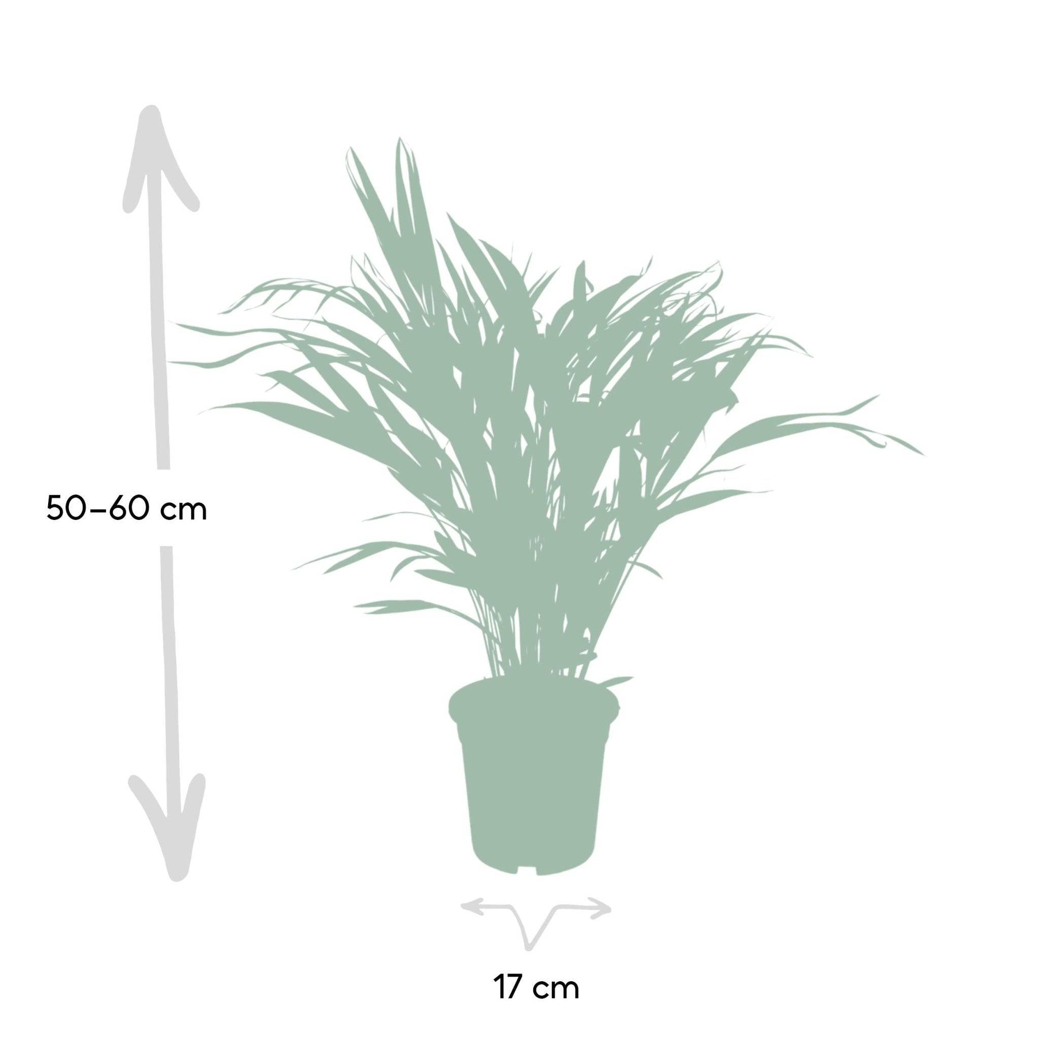 La Green Touch - Palmier Areca 60cm - Plante d'intérieur- La Green Touch - Image 6
