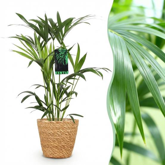 La Green Touch - Kentia Palm – Howea Forsteriana - Avec panier – Pot 19 cm - Image 5