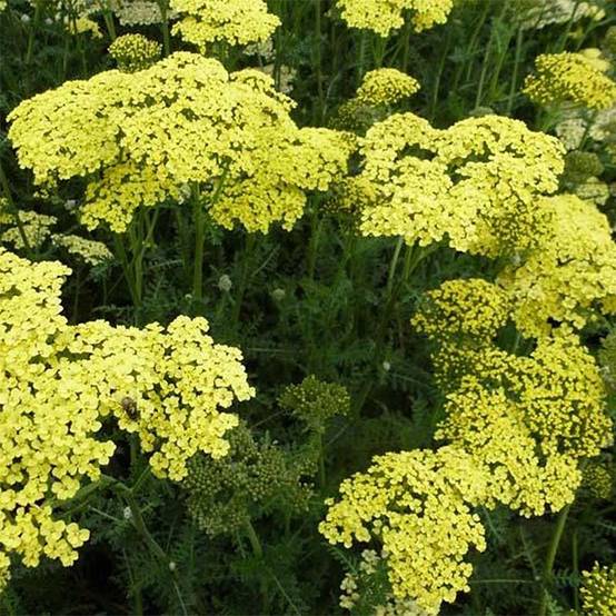 Promesse de Fleurs - Achillée Credo Godet de 8/9 cm