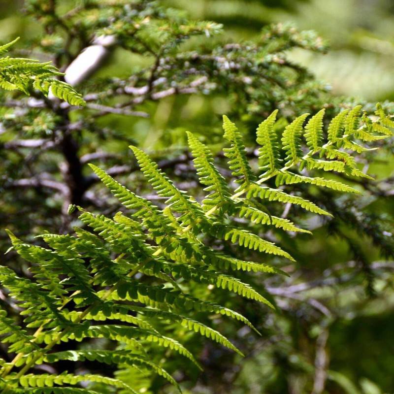 Fougère cuivrée, Dryopteris - Pot de 3 L - 40/60 cm - Image 2