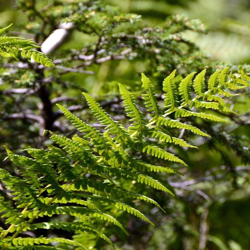 Fougère cuivrée, Dryopteris - Pot de 3 L - 40/60 cm - Image 1
