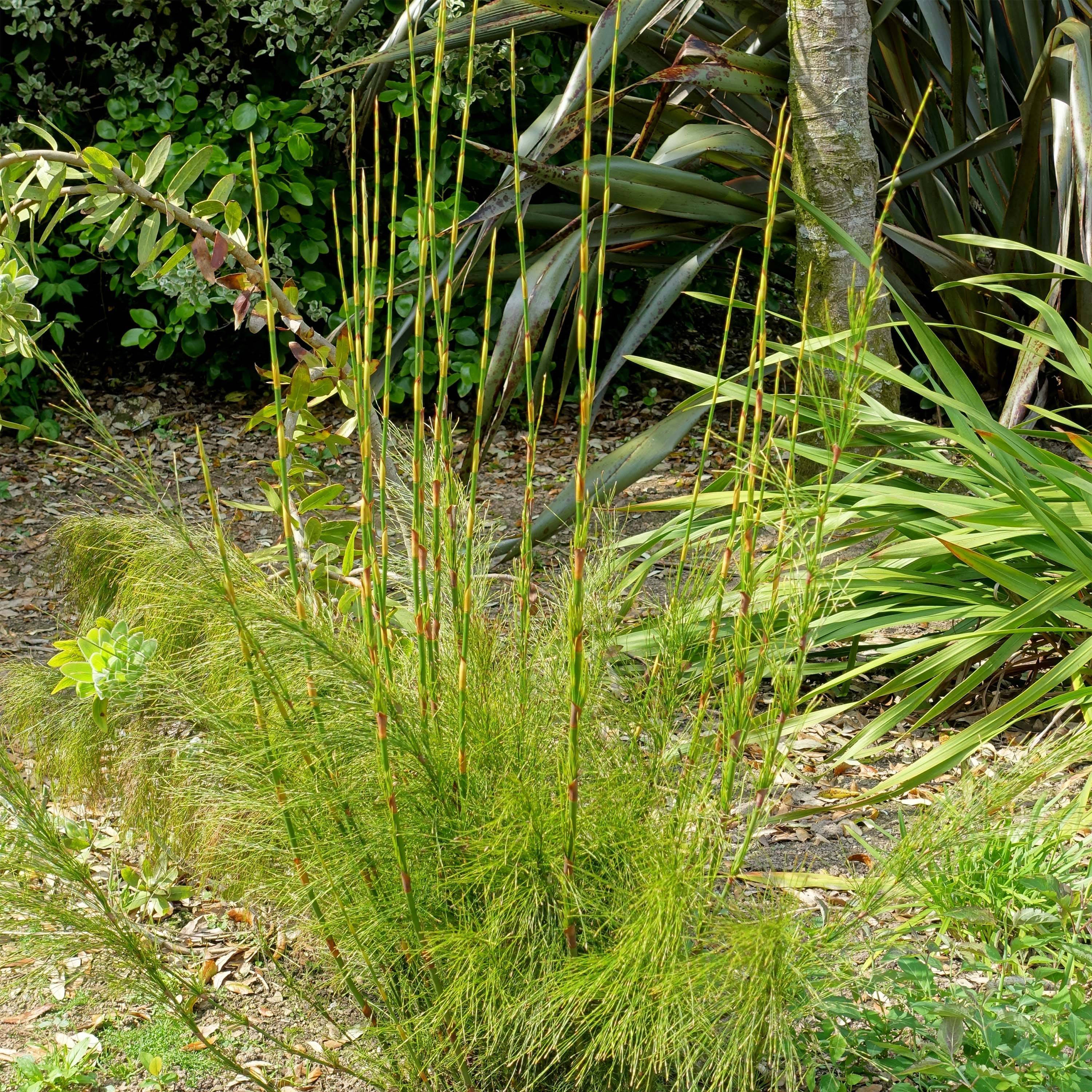 Promesse de Fleurs - Ischyrolepis subverticillata - Restio Pot de 2L/3L - Image 1