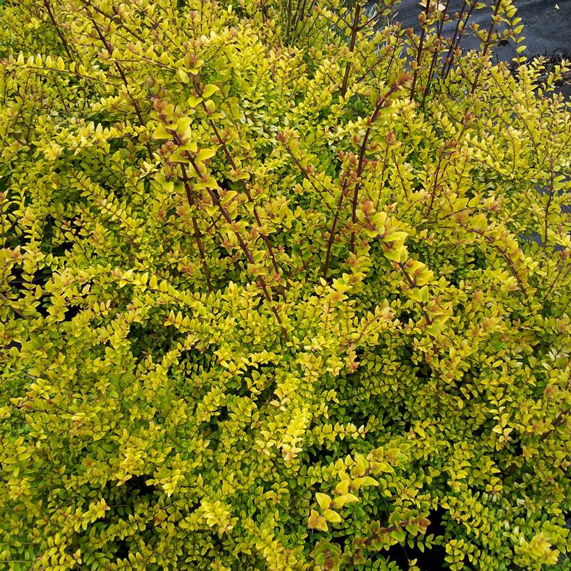 Lonicera nitida Baggesen's Gold - Chèvrefeuille arbustif Pot de 2L/3L - Image 1