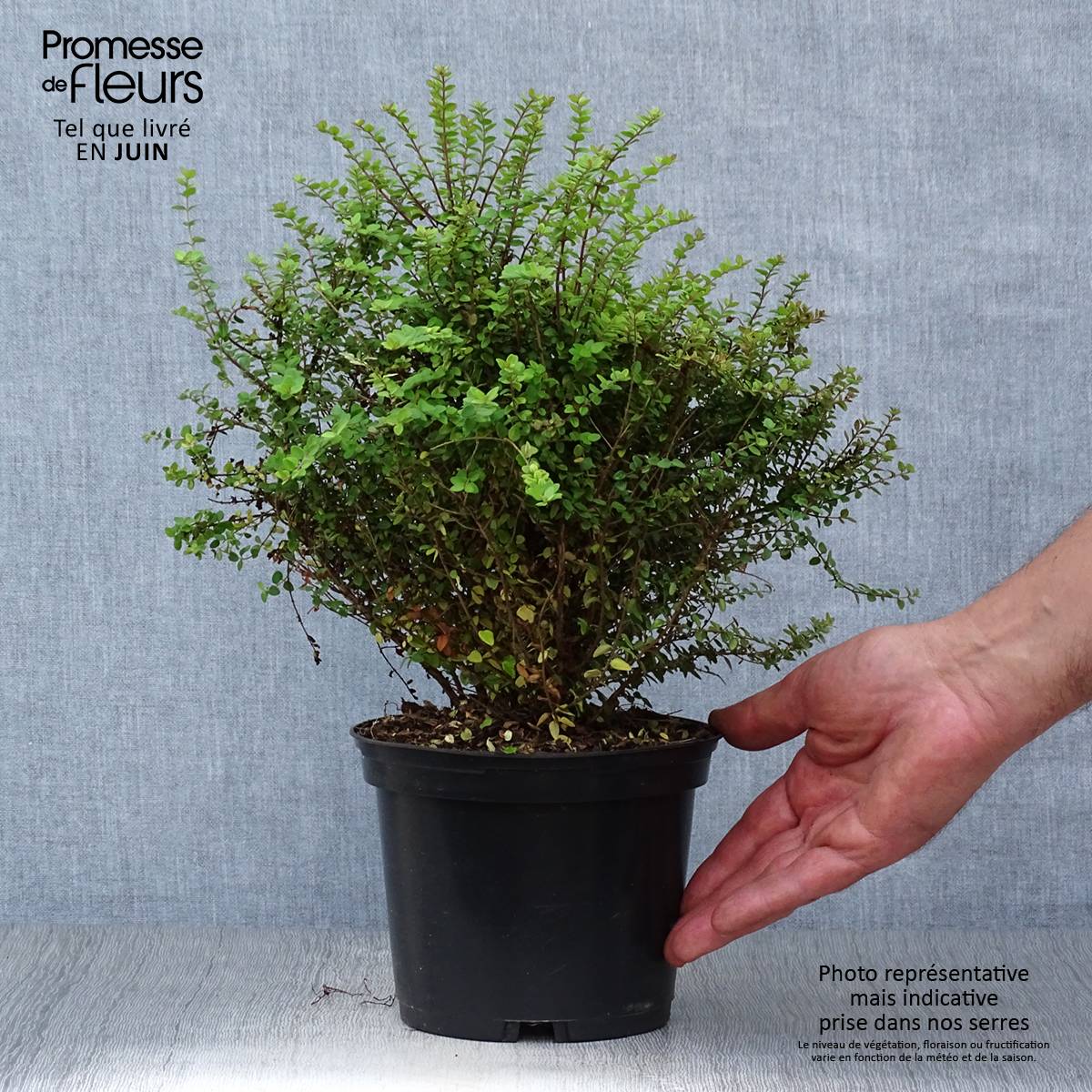 Lonicera nitida Baggesen's Gold - Chèvrefeuille arbustif Pot de 2L/3L - Image 2