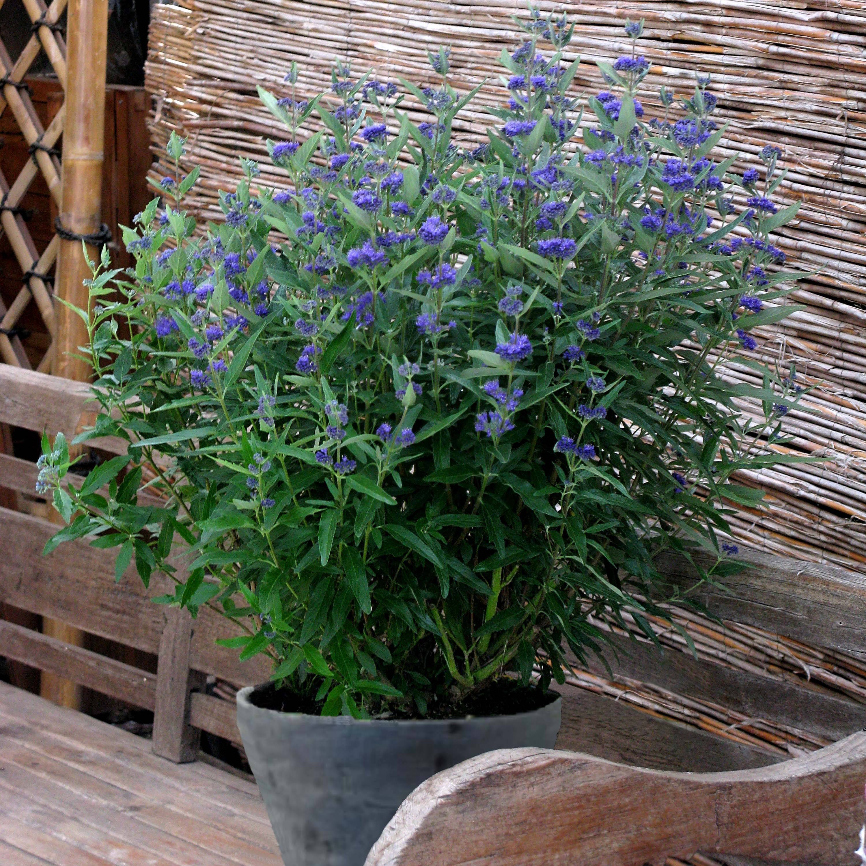 Promesse de Fleurs - Caryopteris clandonensis Thetis - Spirée bleue Pot de 2L/3L - Image 1