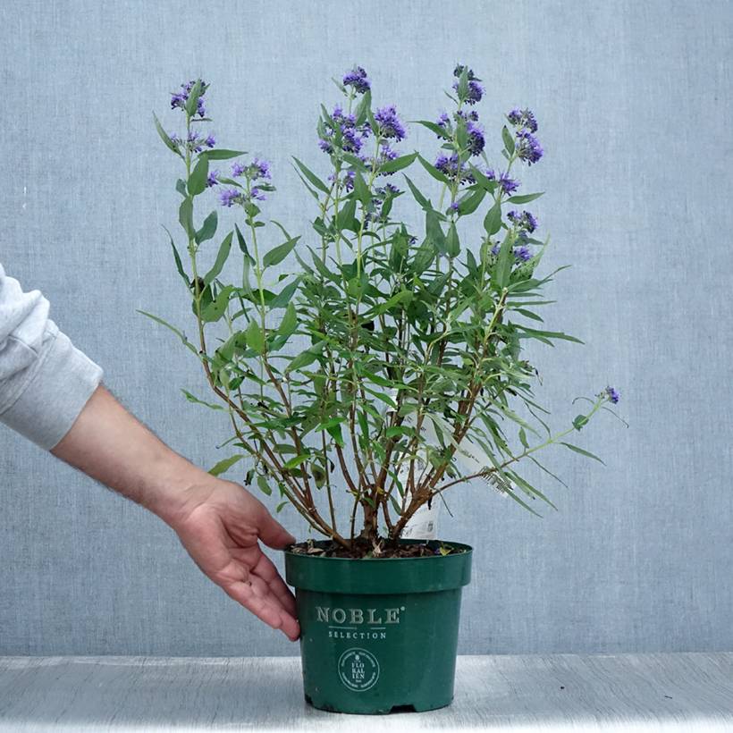 Promesse de Fleurs - Caryopteris clandonensis Thetis - Spirée bleue Pot de 2L/3L - Image 2