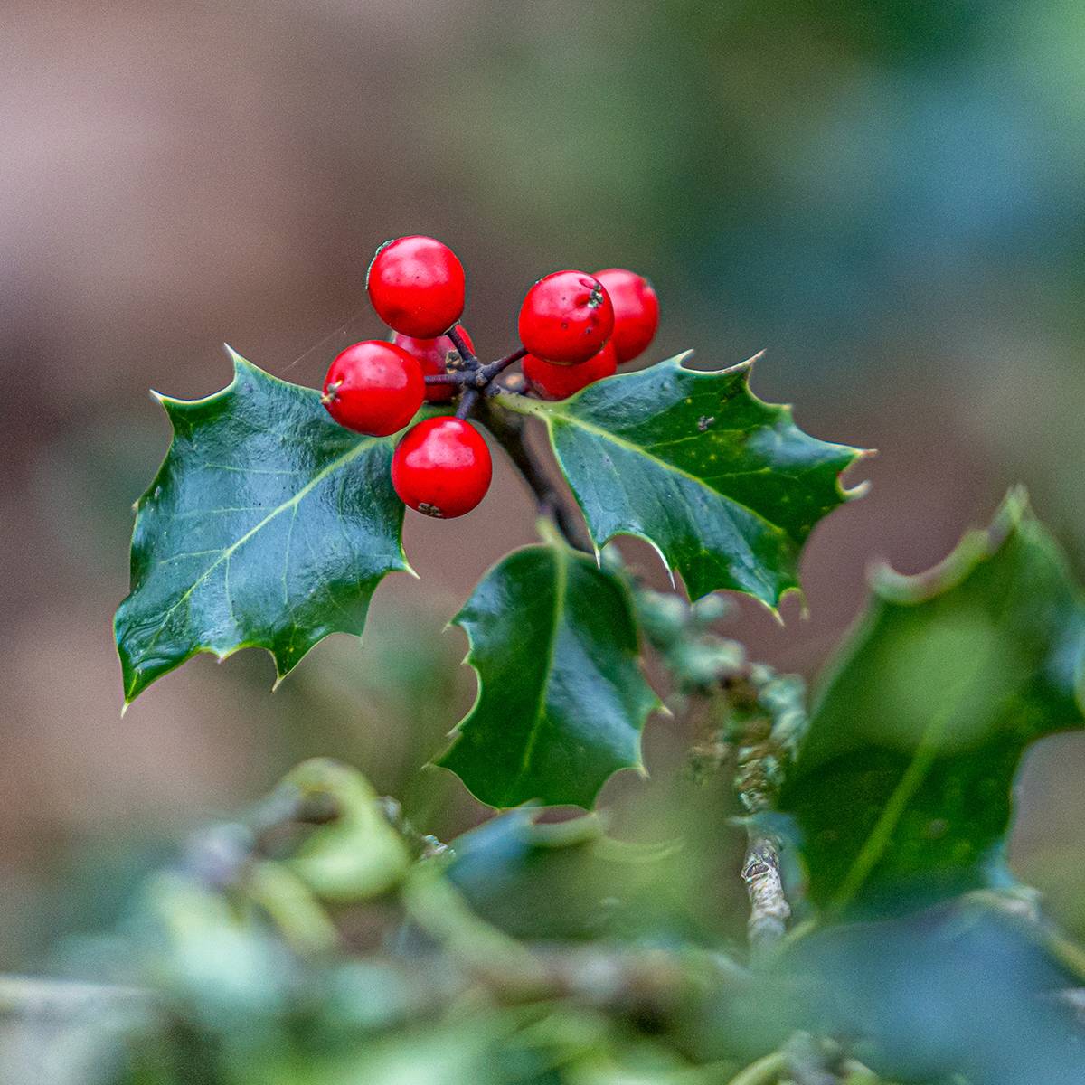 Promesse de Fleurs - Houx commun - Ilex aquifolium Godet de 8/9 cm - Image 1