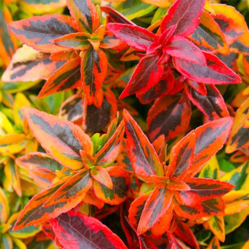 Abélia x grandiflora 'Kaleidoscope' (Abelia x grandiflora 'Kaleidoscope') - Godet - Taille 13/25cm - Pépinières Naudet