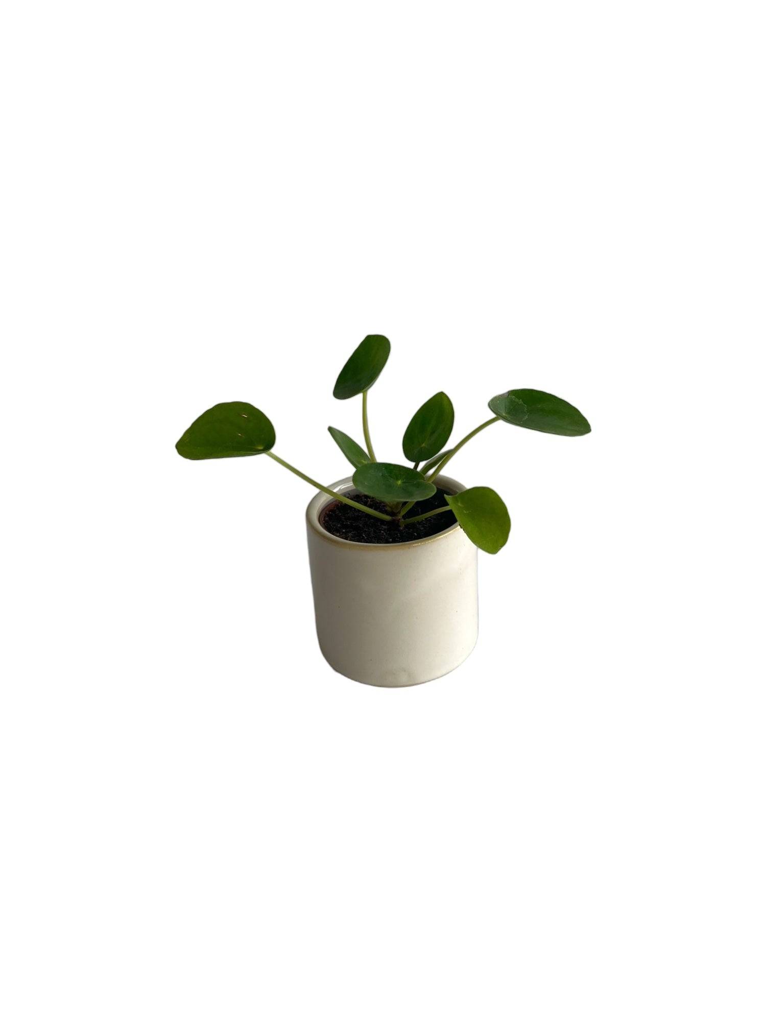 Mini Pilea Pepe 10cm - Plante d'intérieur- La Green Touch