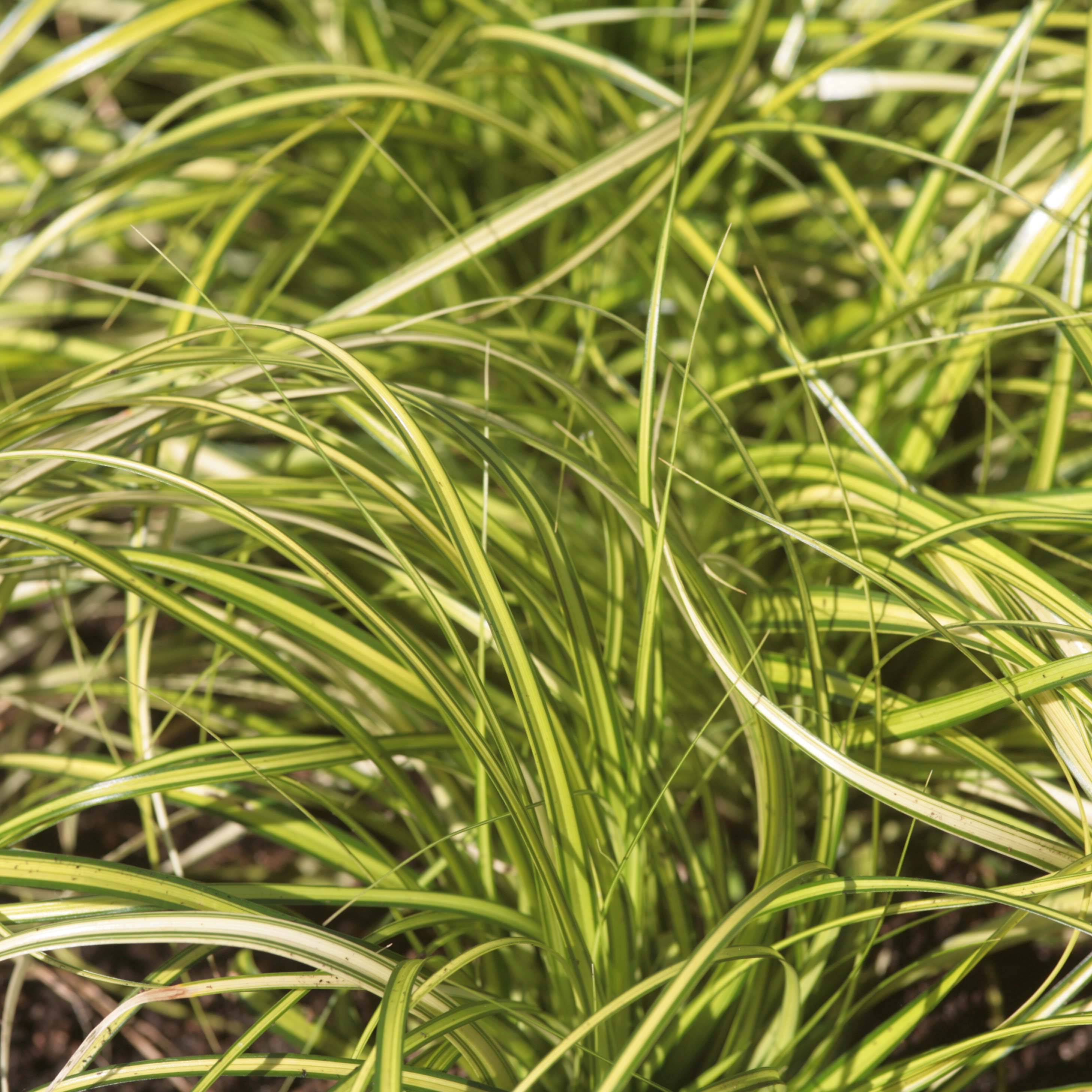 Promesse de Fleurs - Carex oshimensis Eversheen - Laîche d'Oshima Godet de 8/9 cm