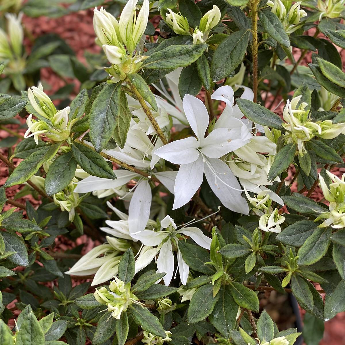 Azalée du Japon Koromo shikibu White - Rhododendron hybride Pot de 3L/4L