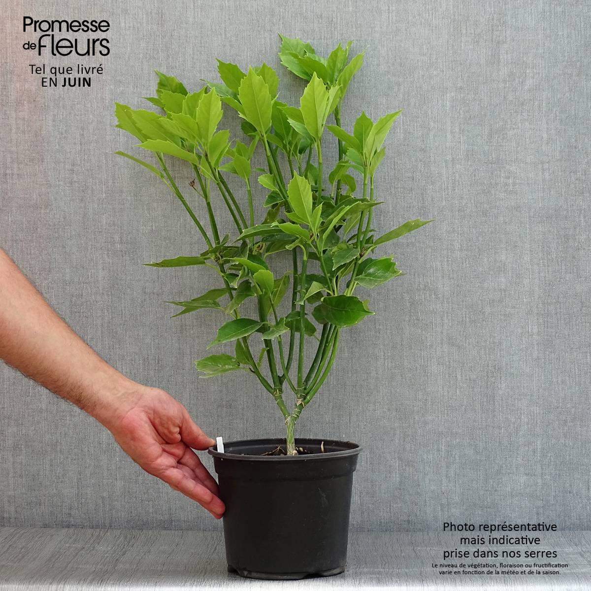 Aucuba japonica - Laurier du Japon Pot de 3L/4L - Image 2