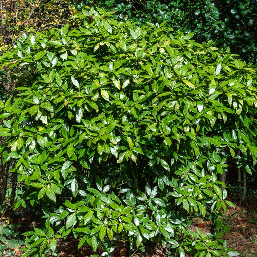 Aucuba japonica - Laurier du Japon Pot de 3L/4L - Image 1