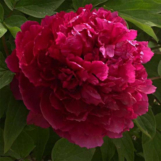 Promesse de Fleurs - Pivoine arbustive 02 Bai Yuan Hong Xia - Paeonia suffruticosa Pot de 2L/3L