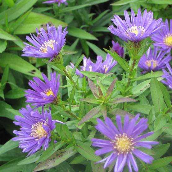Aster dumosus Samoa - Aster nain d'automne Godet de 8/9 cm