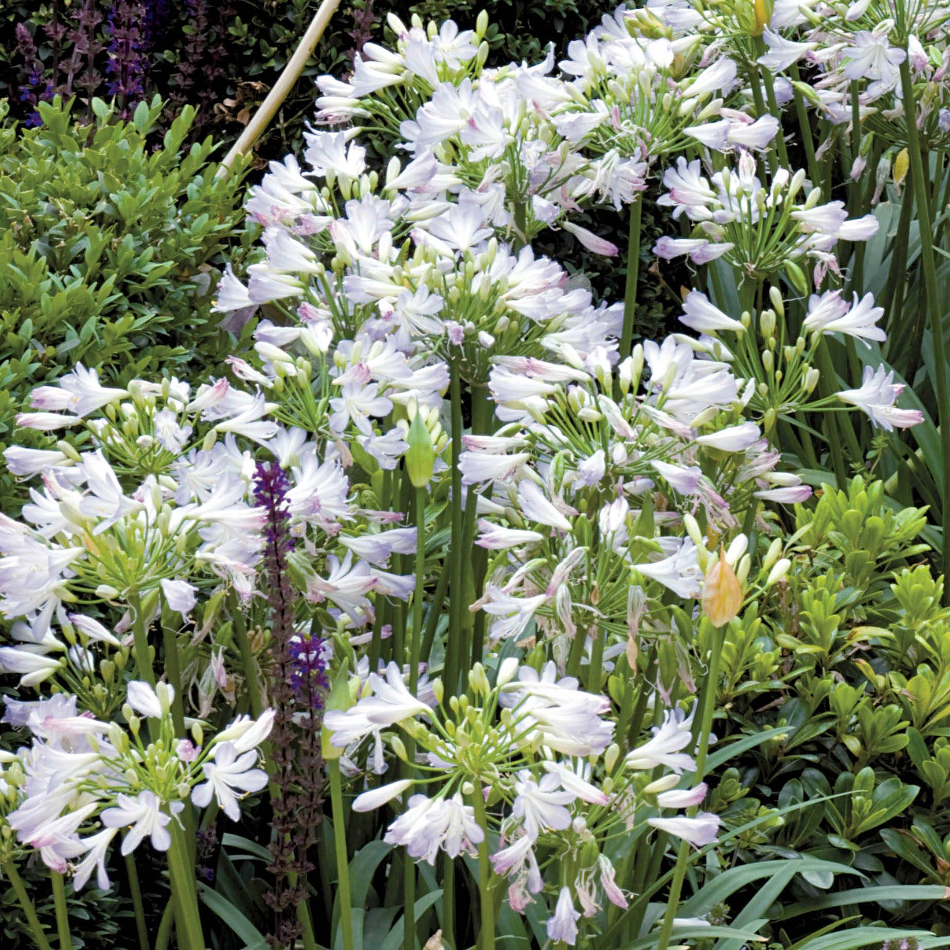 Agapanthe Enigma Godet de 8/9 cm