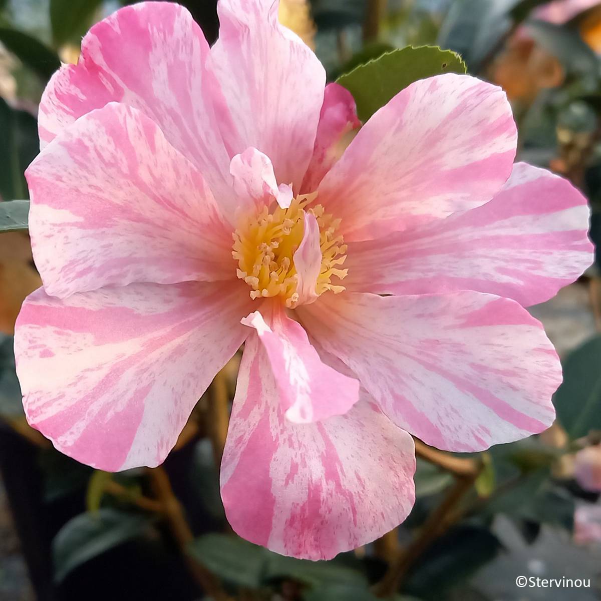 Camélia d'automne Ashtar – Camellia sasanqua  Pot de 4L/5L