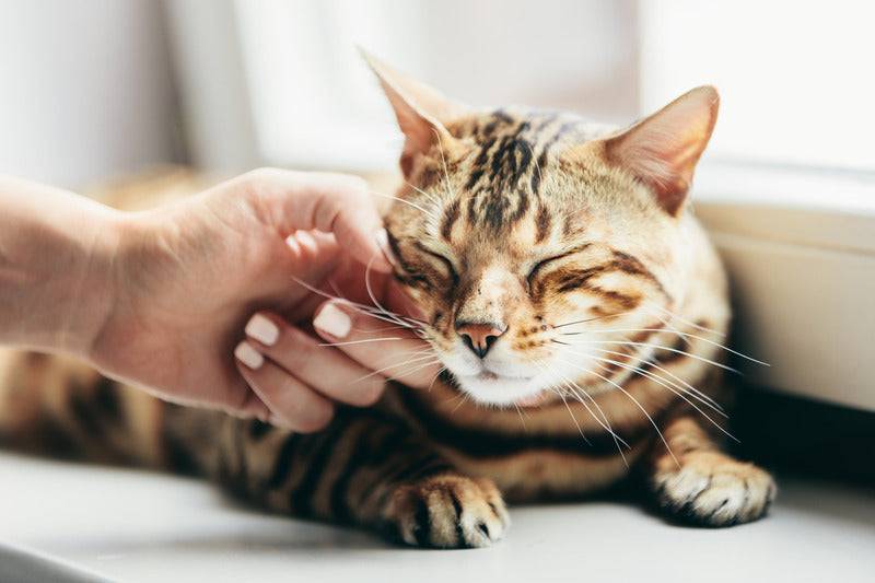 Eukanuba - Eukanuba - Croquettes Sans Céréales au Saumon pour Chat Senior - Image 2