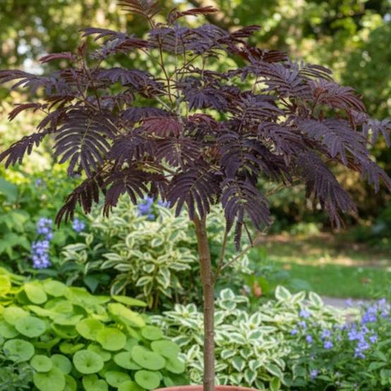 Arbre à soie Chocolate Fountain, Albizia à fleurs Rose - feuillage Caduc - Pot de 15L - 1/2 tige- hauteur à maturité De 5,00 m à 10,00 m - Image 3