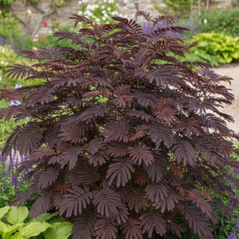 Arbre à soie Chocolate Fountain, Albizia à fleurs Rose - feuillage Caduc - Pot de 15L - 1/2 tige-  hauteur à maturité De 5,00 m à 10,00 m - Image 2