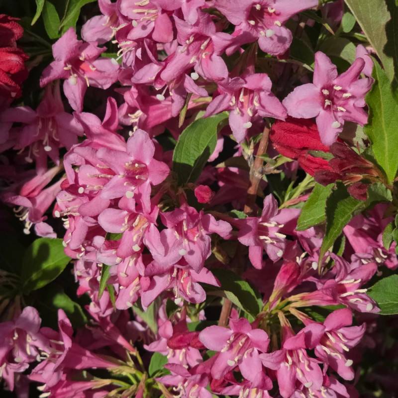 Weigela Stelzneri, Weigelia à fleurs Rose - feuillage Caduc - Pot de 4L - 40/60 cm-  hauteur à maturité De 1,00 m à 1,50 m - Image 4