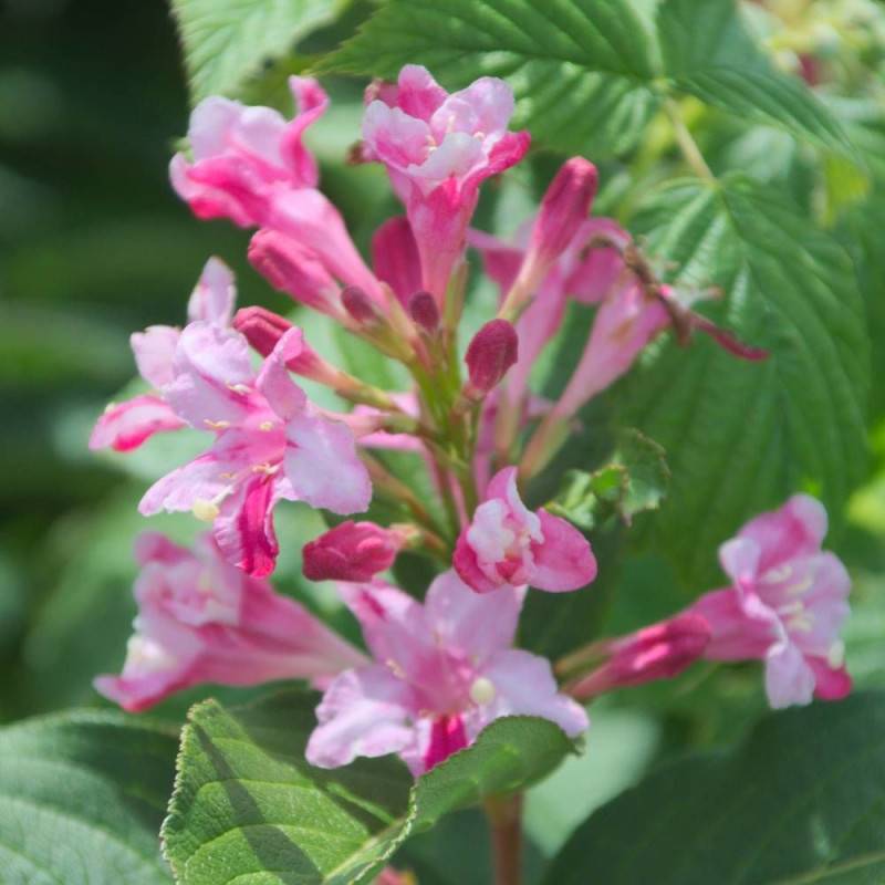 Weigela Stelzneri, Weigelia à fleurs Rose - feuillage Caduc - Pot de 4L - 40/60 cm-  hauteur à maturité De 1,00 m à 1,50 m - Image 8