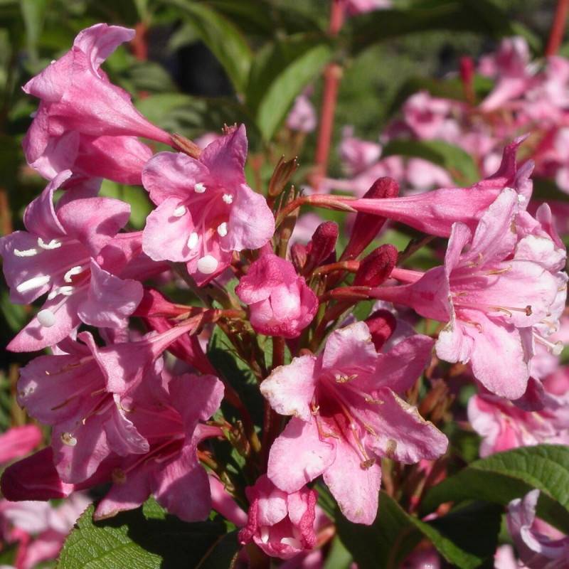 Weigela Stelzneri, Weigelia à fleurs Rose - feuillage Caduc - Pot de 4L - 40/60 cm-  hauteur à maturité De 1,00 m à 1,50 m - Image 2