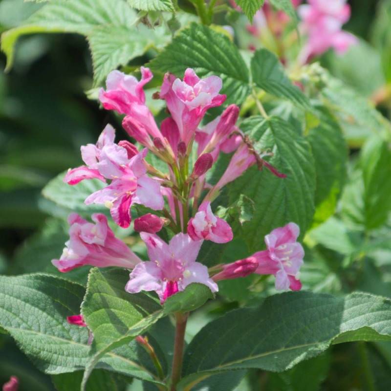 Weigela Stelzneri, Weigelia à fleurs Rose - feuillage Caduc - Pot de 4L - 40/60 cm-  hauteur à maturité De 1,00 m à 1,50 m - Image 7