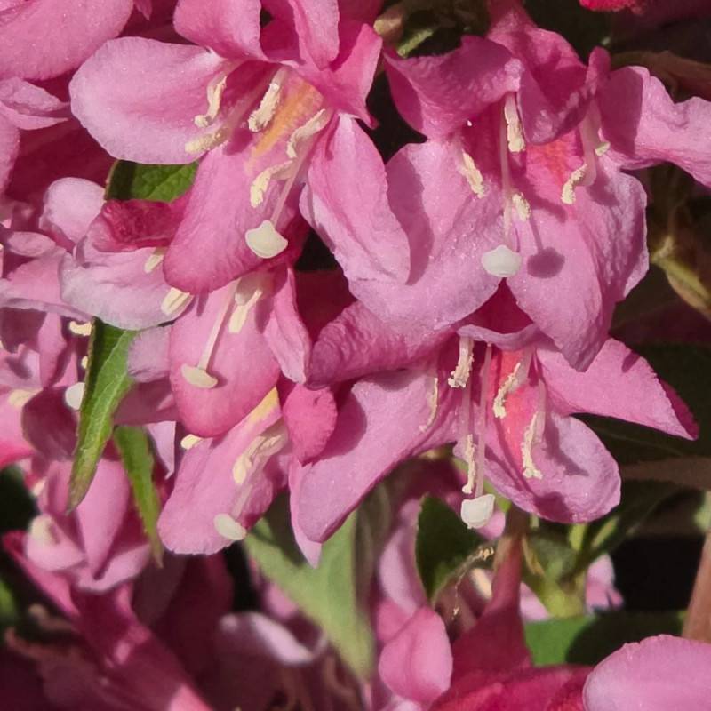 Weigela Stelzneri, Weigelia à fleurs Rose - feuillage Caduc - Pot de 4L - 40/60 cm-  hauteur à maturité De 1,00 m à 1,50 m - Image 3