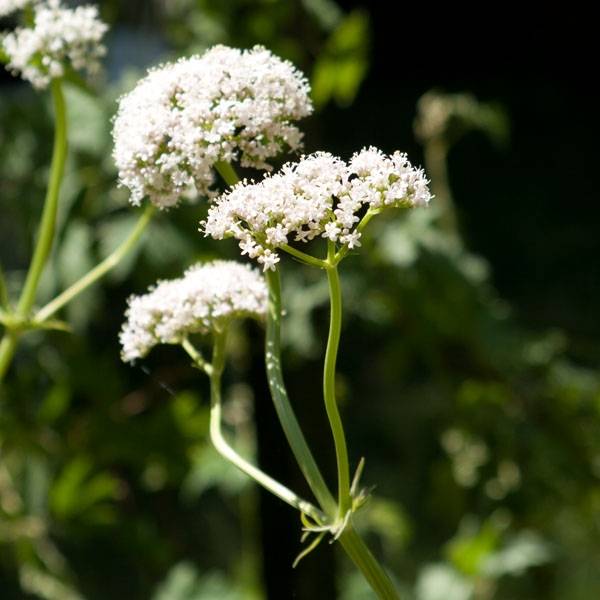 Valériane officinale Godet de 8/9 cm